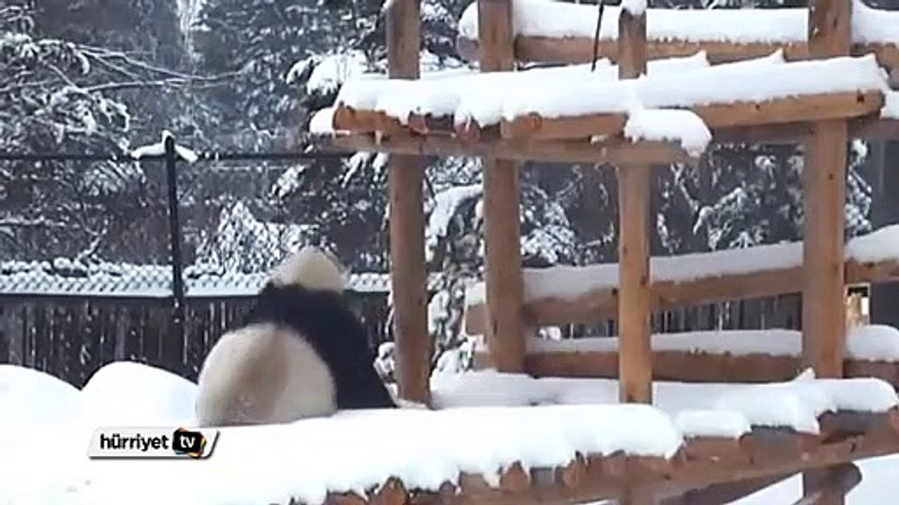 Panda'nın kar keyfi