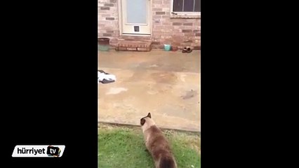 Sevimli kedinin zeki hamlesi