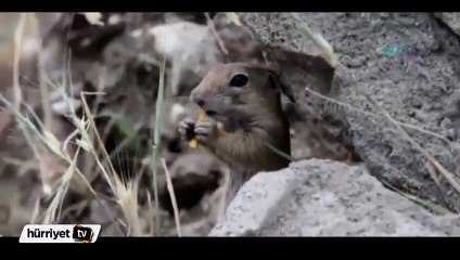 Sincabın kraker keyfi