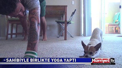 SAHİBİYLE YOGA YAPAN KÖPEK
