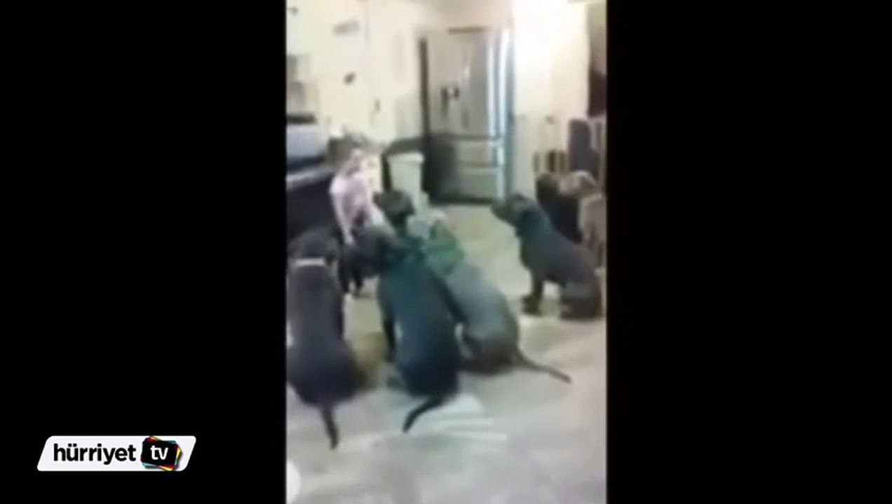 Küçük kız köpeklerini bakın nasıl besliyor
