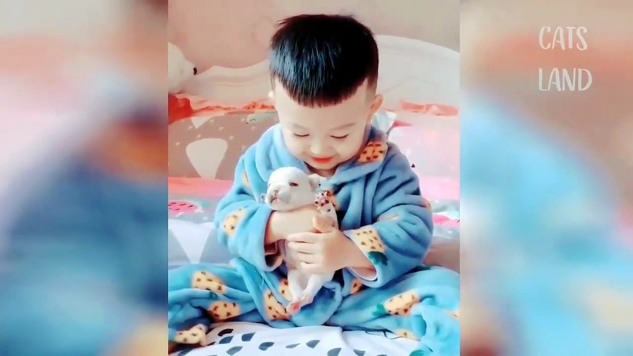 Funny Cute Cats Best Funny Cat Videos