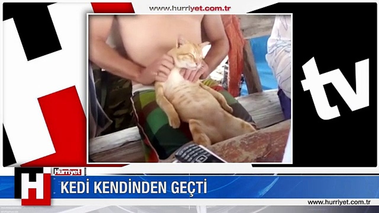 KEDİ MEST OLDU