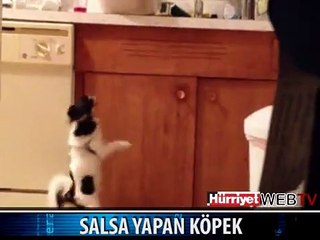 SALSA YAPAN KÖPEK