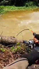 SANGARNYA MASHEER|STRIKE MASHEER BABON DI AIR SUNGAI DERAS