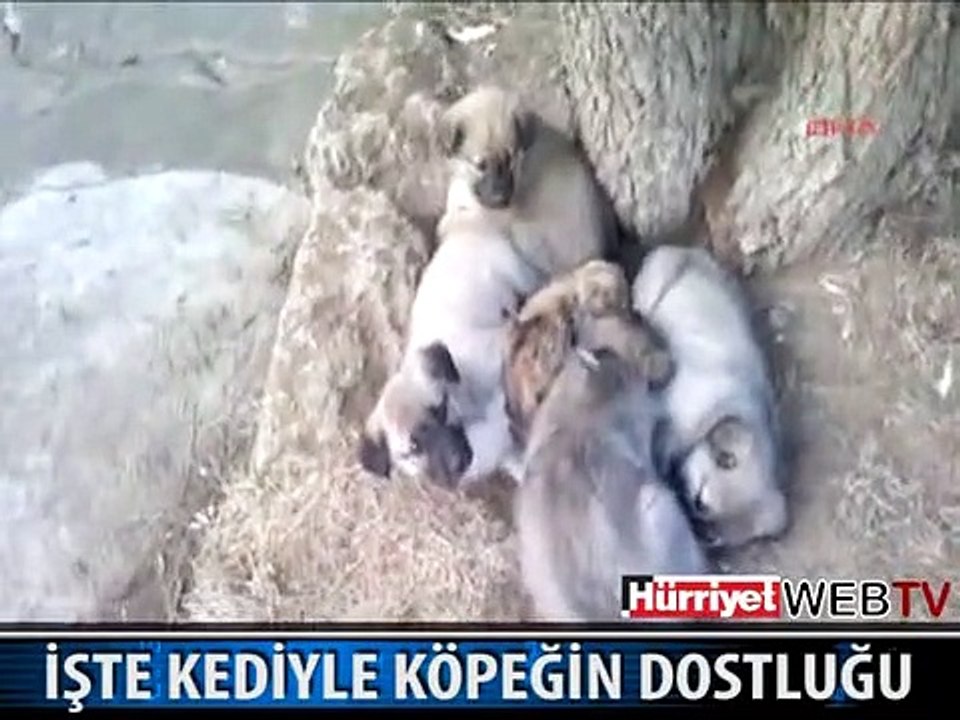İŞTE KEDİ KÖPEK DOSTLUĞU