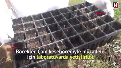 Doğaya 9 bin yırtıcı böcek salındı