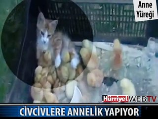 İNANILMAZ! KEDİ CİVCİVLERE ANNELİK YAPIYOR