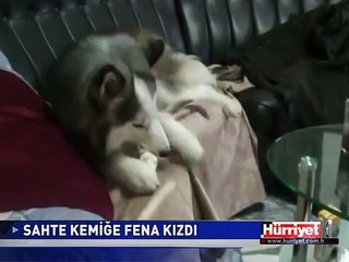 SAHTE KEMİĞE ÇOK KIZAN KÖPEK