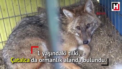 Tedavisi tamamlanan tilki doğaya salınacak