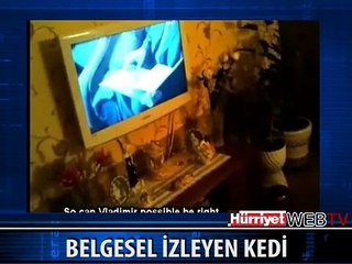 BELGESEL İZLEYEN KEDİ