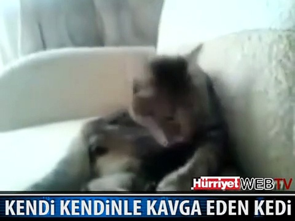 KAFAYI YEMİŞ BİR KEDİ