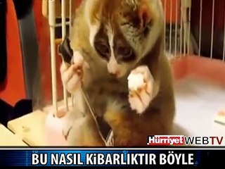 KİBAR KİBAR YEDİ