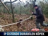KÖPEKTEN AKROBASİ GÖSTERİSİ