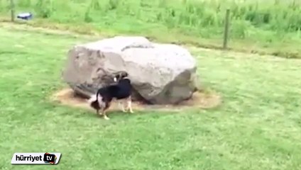 Köpeği kovalayan ördek