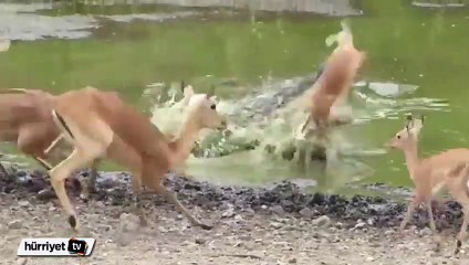 Timsah İmpala'yı böyle yakaladı