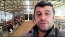Et ve süt üreticileri grevde: Sen bizi niye küstürüyorsun abi...