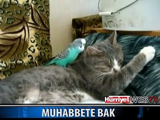KEDİ VE MUHABBET KUŞUNUN MUHABBETİ
