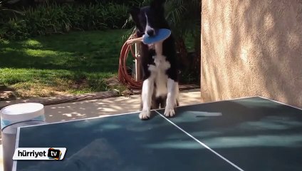 Bu köpekten her şey beklenir