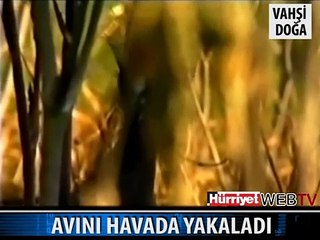 GEYİĞİ HAVADA KAPTI