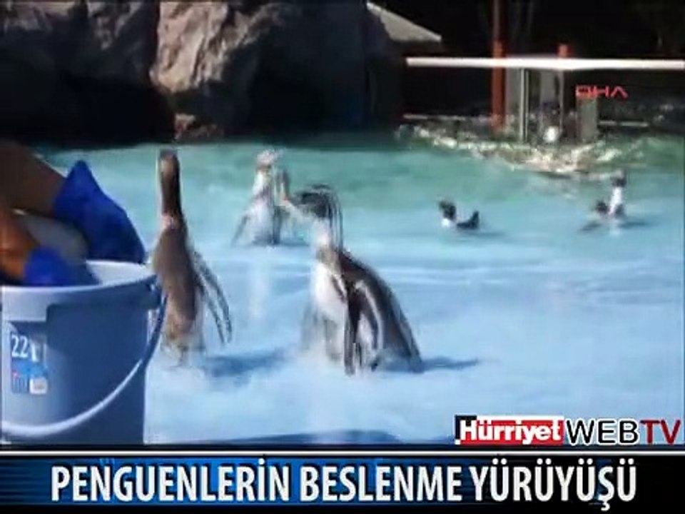 ACIKMIŞ PENGUENLER GRUBU