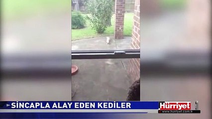 KEDİNİN SİNCAPLA OYUNU