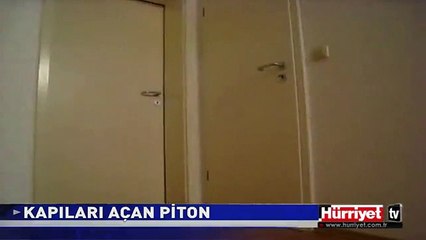 PİTON YILANI KAPIYI BÖYLE AÇTI