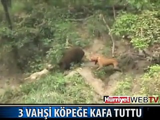 KÖPEKLERLE DOMUZUN ÖLÜM OYUNU