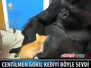 CENTİLMEN GORİLİN KEDİ SEVGİSİ