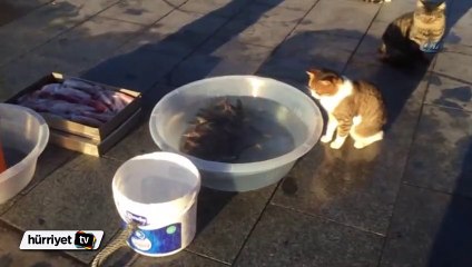 Sevimli kedi zaferini kutlarken yemeğini kaptırdı