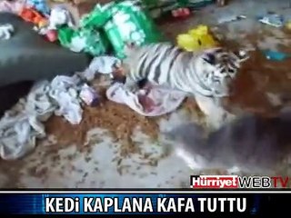 YAVRU KEDİ KAPLANA KAFA TUTTU