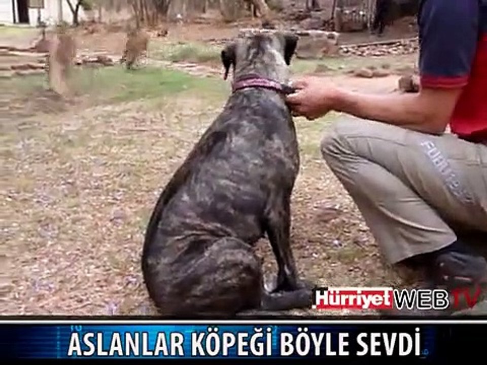 ASLANLARIN KÖPEKLE DOSTLUĞU