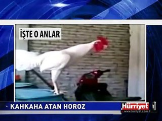 İNSAN GİBİ KAHKAHA ATIYOR