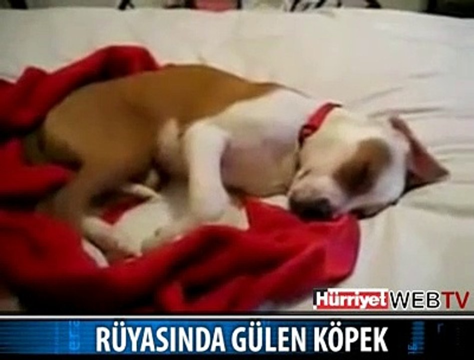 RÜYASINDA GÜLEN KÖPEK