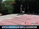 BU DA ARKADAŞINI OYUNA GETİREN KÖPEK