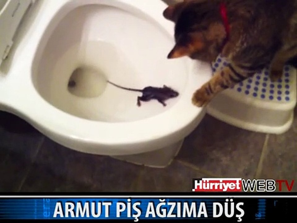 KEDİ FAREYİ BÖYLE BEKLEDİ
