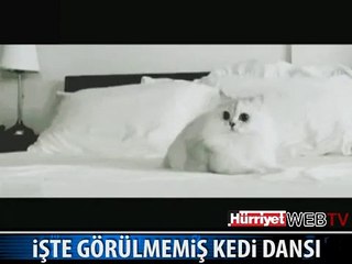 ÇILGIN KEDİNİN DANSI