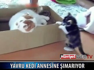 YAVRU KEDİ ANNESİYLE BÖYLE OYNADI