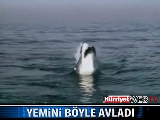 İŞTE KATİL KÖPEK BALIĞI
