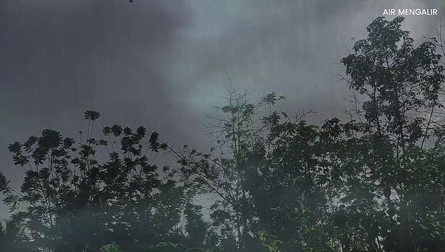 Heavy Rain On Forest | Rain Sound for Sleep, Study and Relaxation, Meditation