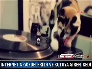 İNTERNETİN GÖZDELERİ DJ VE KUTUYA GİREN KEDİ