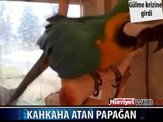 KAHKAHA ATAN PAPAĞAN