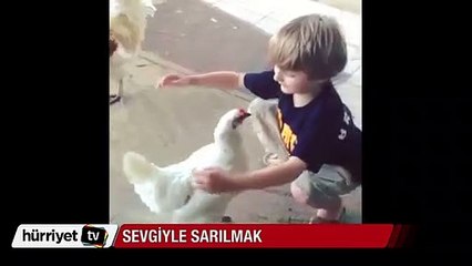 Sevgisini sarılarak gösteren tavuk