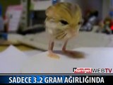 SADECE 3.2 GRAM