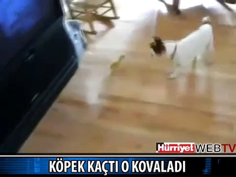 İŞTE SİZE KORKAN BİR KÖPEK