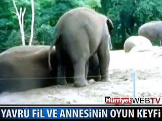 YAVRU FİLİN ANNE SEVGİSİ