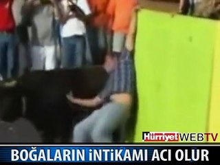 BOĞALARIN İNTİKAMI BÖYLE OLDU