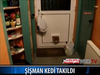 ŞİŞMAN KEDİ TAKILDI