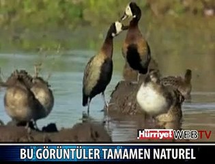 İŞTE SİZE YÜZDE YÜZ GERÇEK DOĞA
