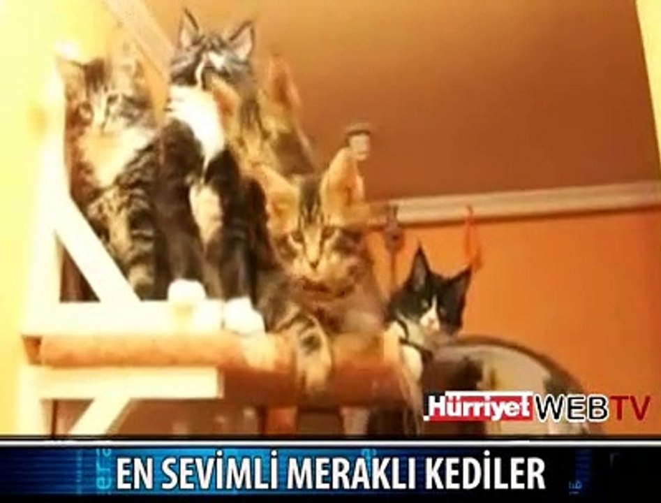 MERAKLI KEDİLER